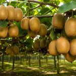 قیمت کیوی روی درخت