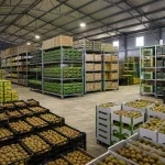 فروشگاه کیوی کازرون