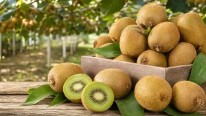 کیوی صادراتی آستارا