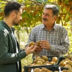 خرید کیوی از باغدار