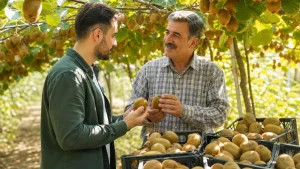خرید کیوی از باغدار