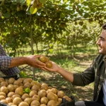 خرید کیوی از باغدار