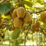 قیمت کیوی روی درخت