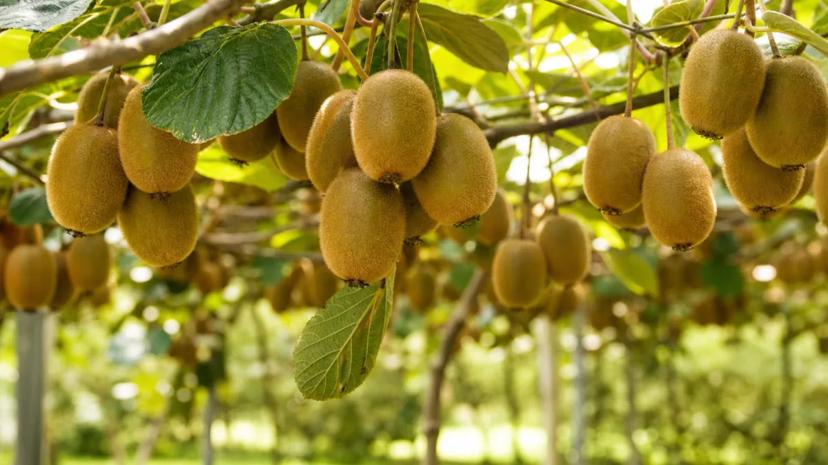 قیمت کیوی روی درخت